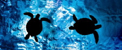 turtles at the surface by Byant Grady 